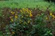 DSCF6119.JPG
